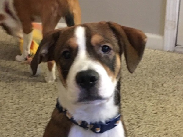 dog4