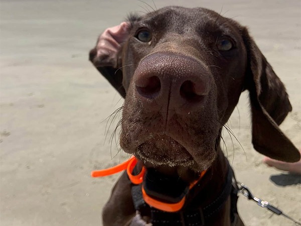 dog5